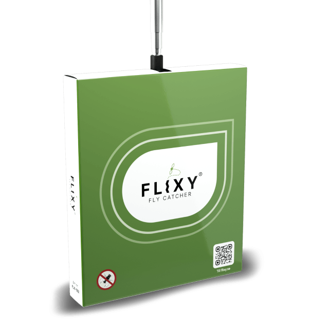 Flixy fly catcher side view